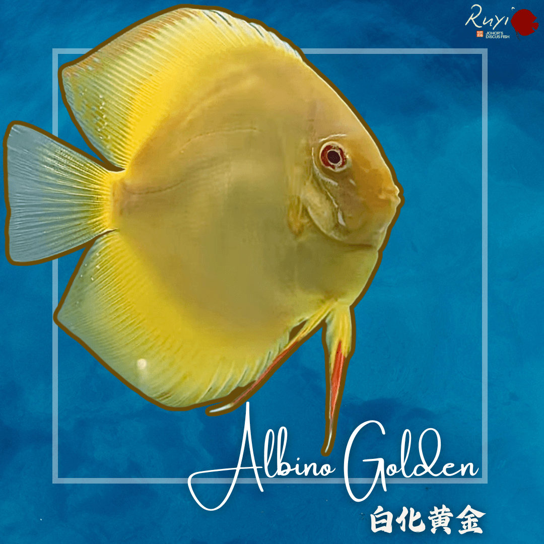 Albino Golden 白化黄金 Discus