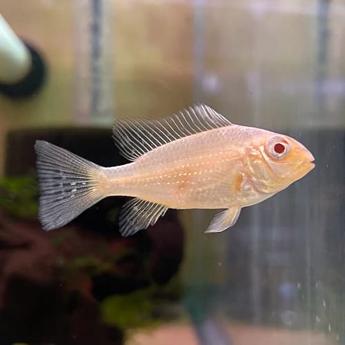 Albino Heckeli Eartheater