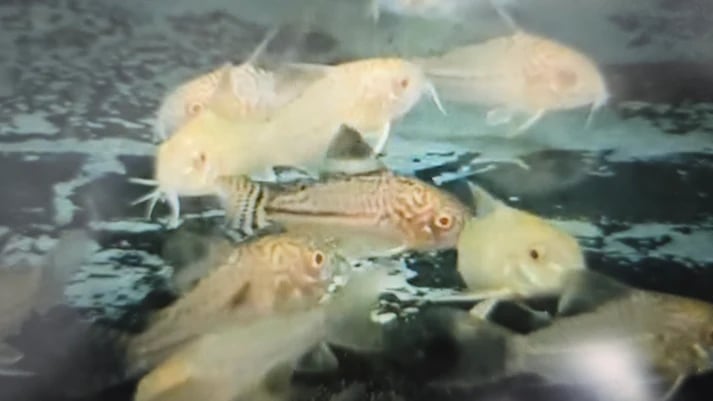 Albino Julii corydoras 3cm