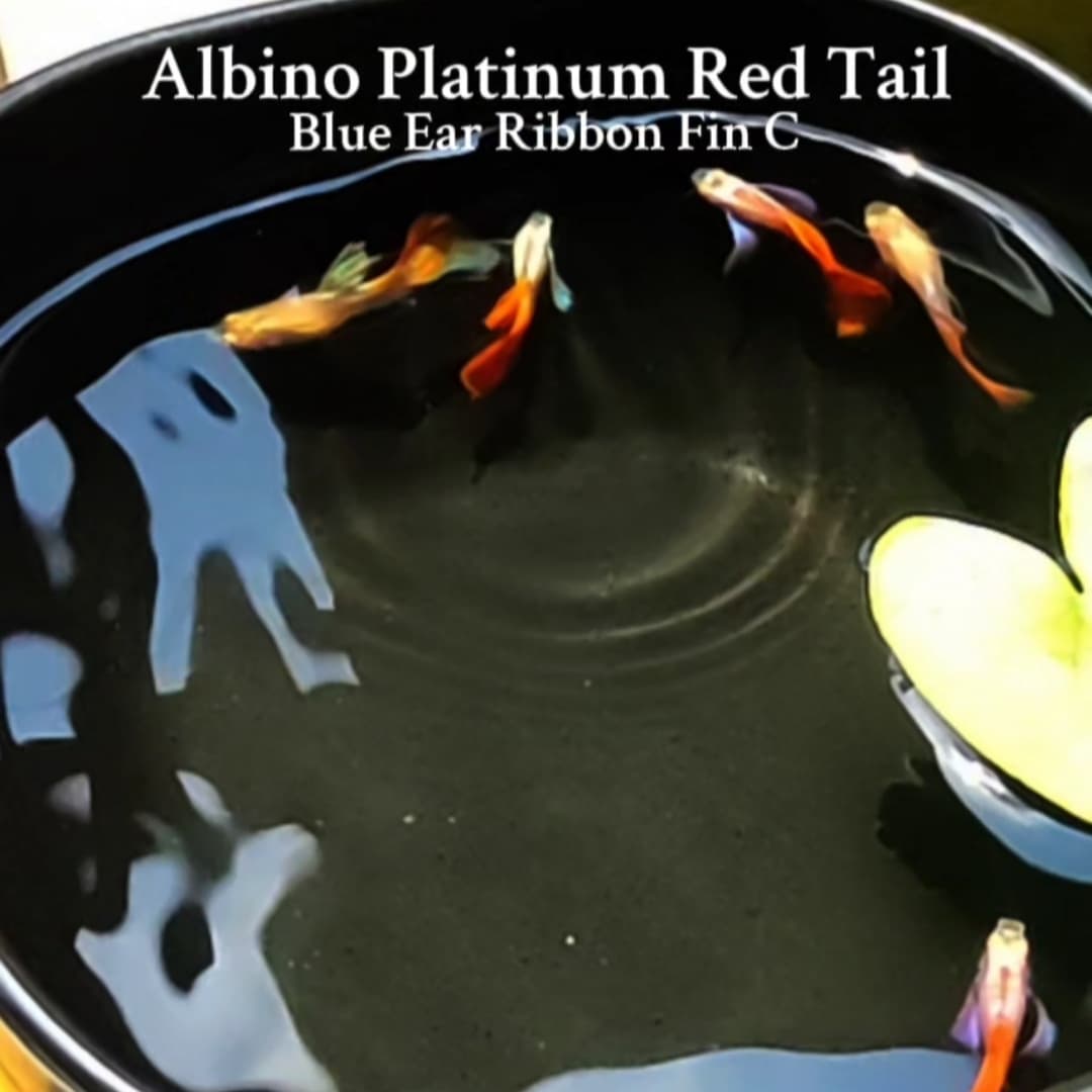 Albino Platinum Red Tail Dumbo Blue Ear