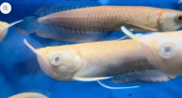 Albino Silver arowana 10-12cm