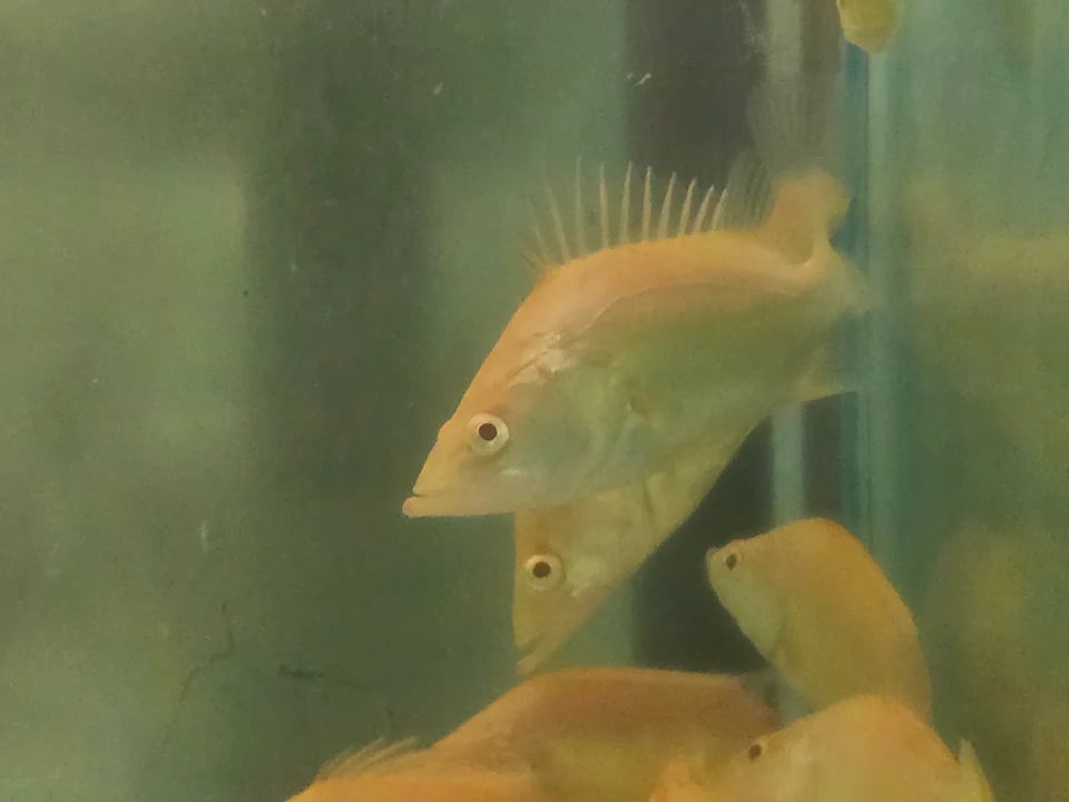 Albino Siniperca chuatsi 8-10cm