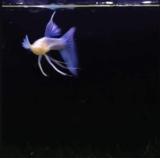 Albino Skyblue Ribbon Fin C