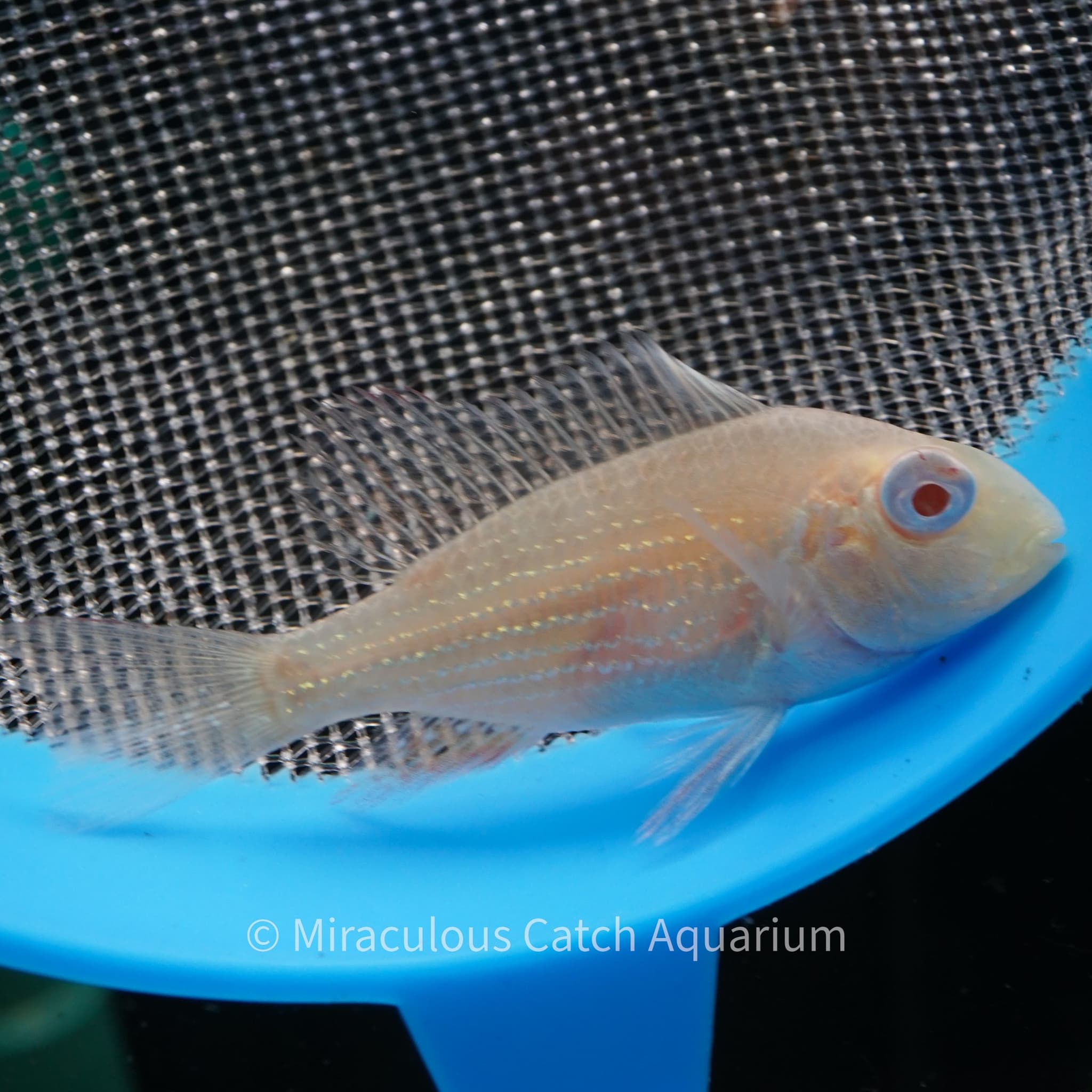 Albino Threadfin Acara