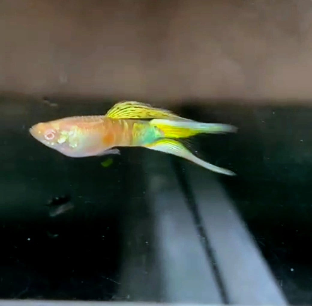 Albino Vienna zebrinus double sword guppy
