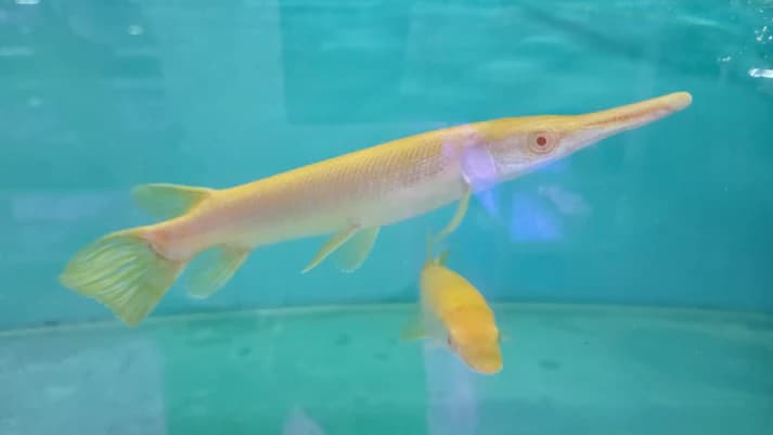 Albino alligator gar