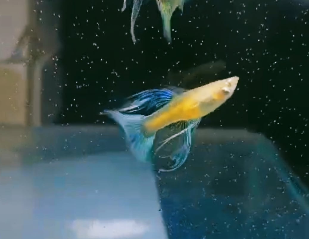 Albino blue topaz big finC