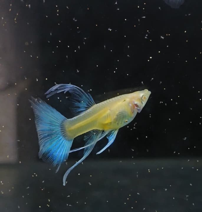 Albino blue topaz ribbon finC