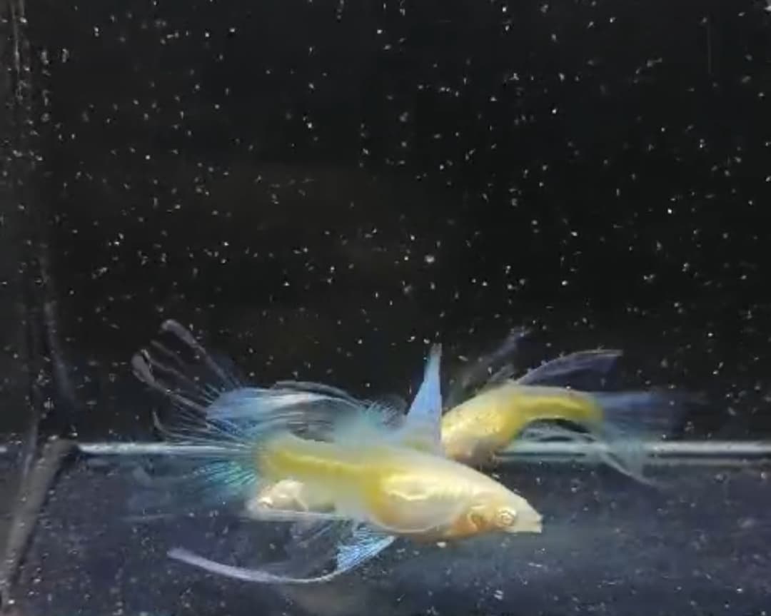 Albino blue topaz swallow tail