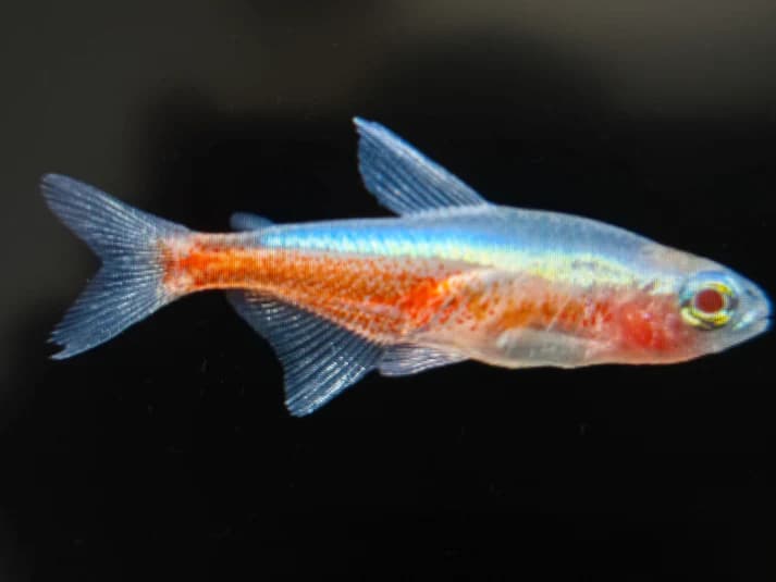 Albino cardinal tetra 2.5cm