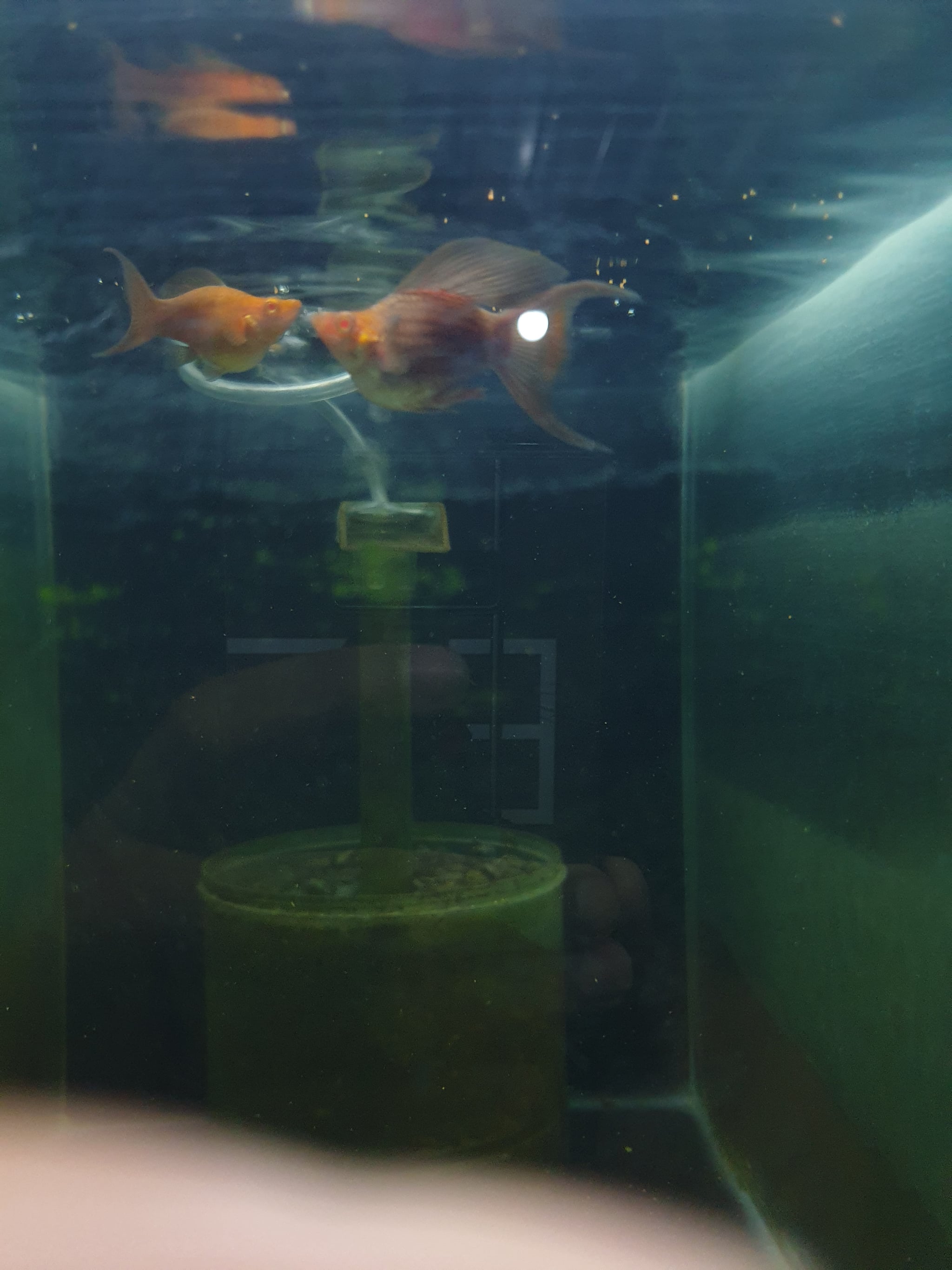 Albino choco lyertail