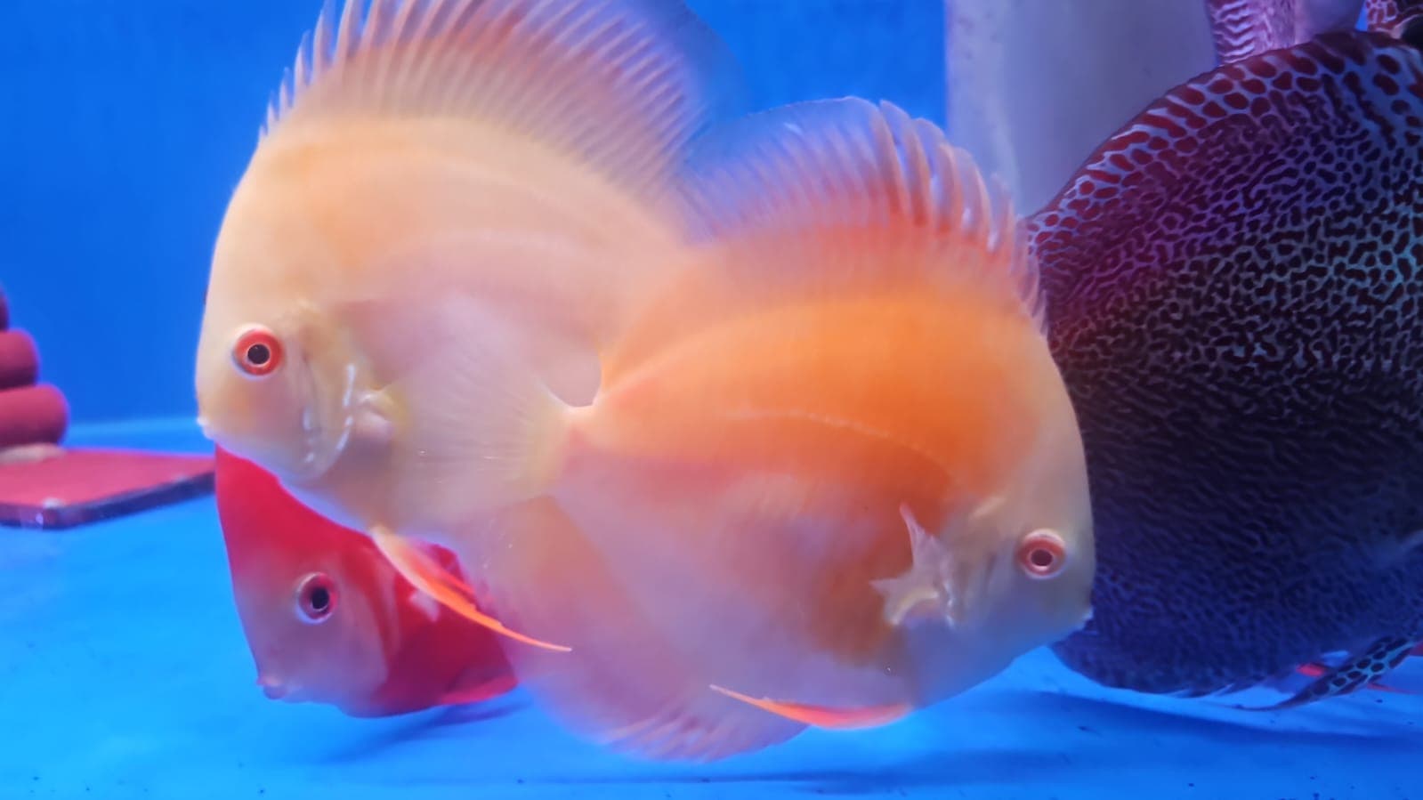 Albino gold discus