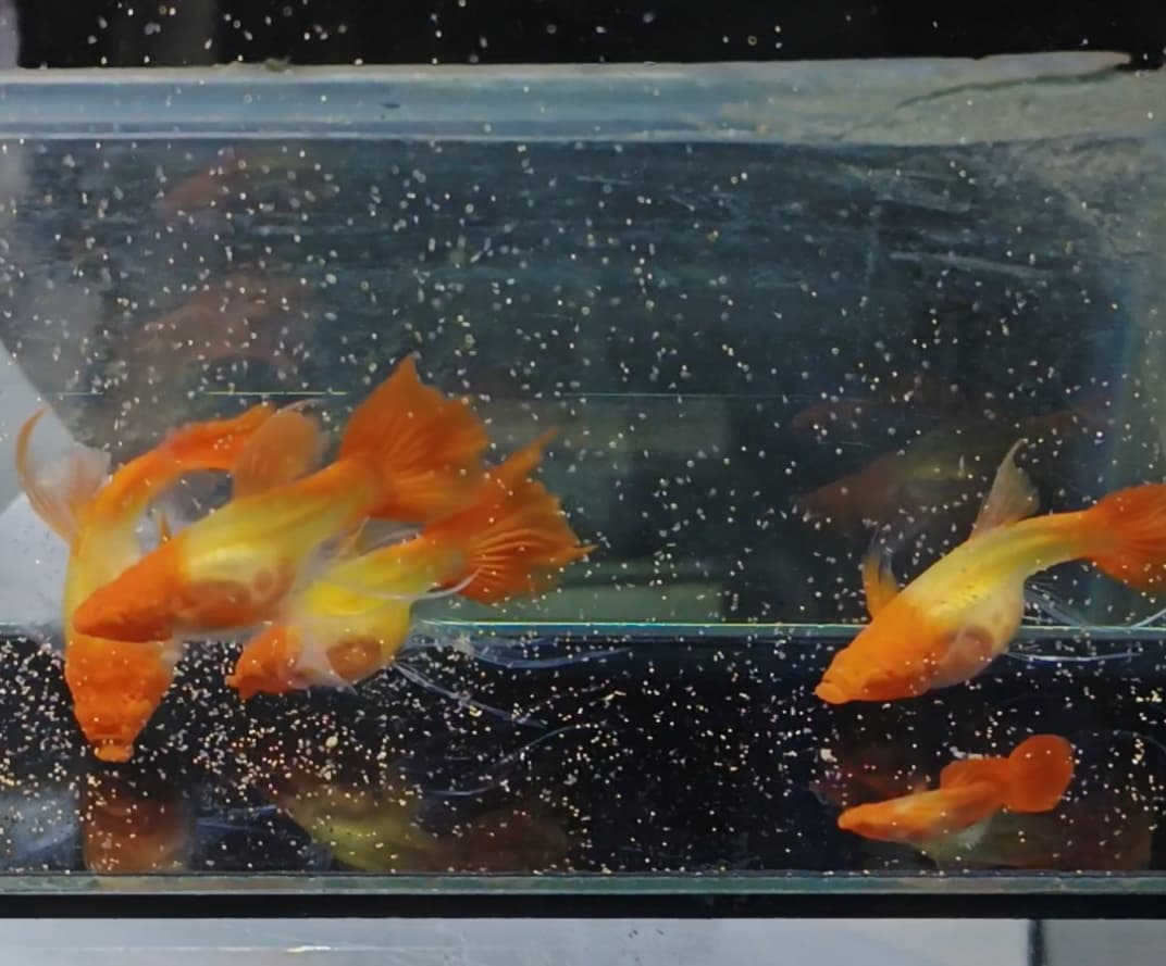 Albino koi glass belly short body ribbon fin