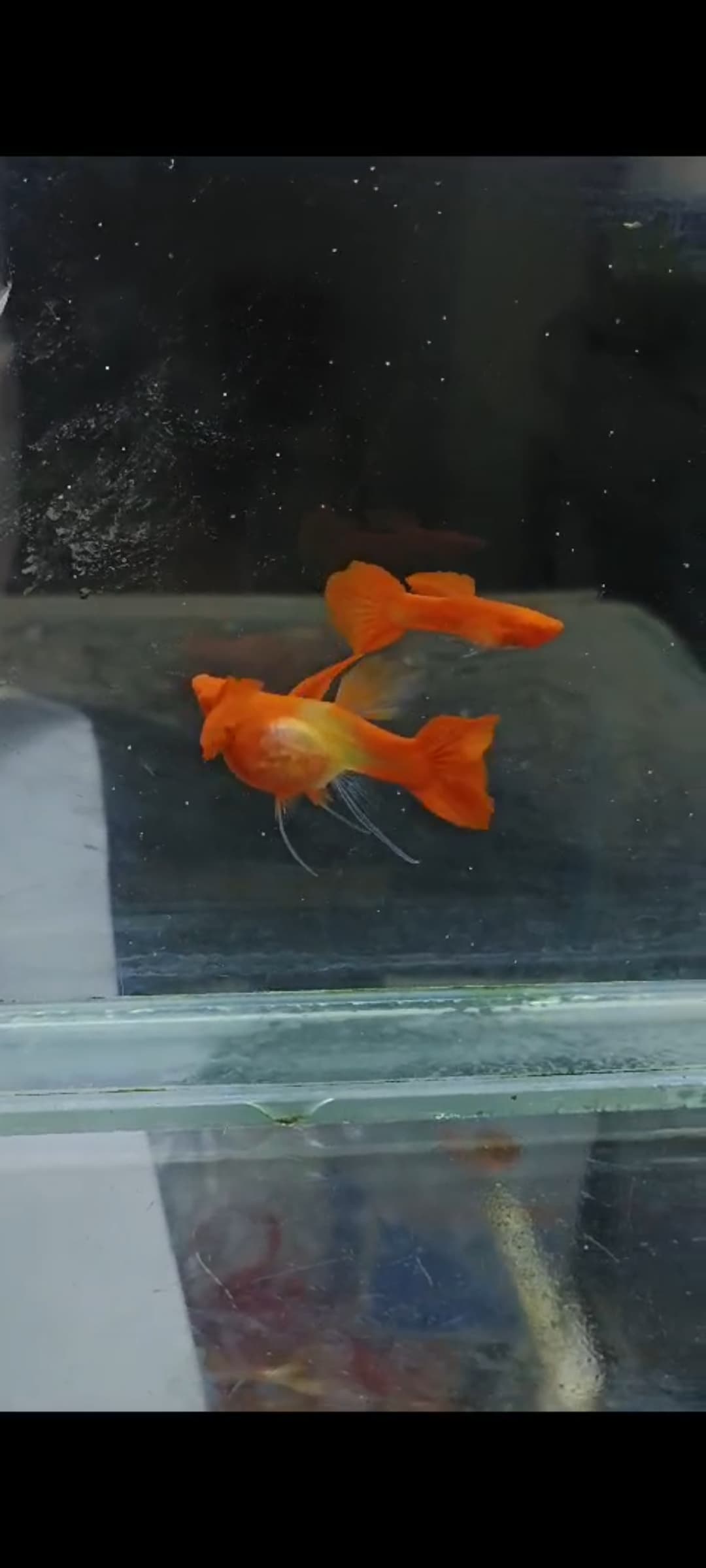 Albino koi red ear glass belly ribbon fin