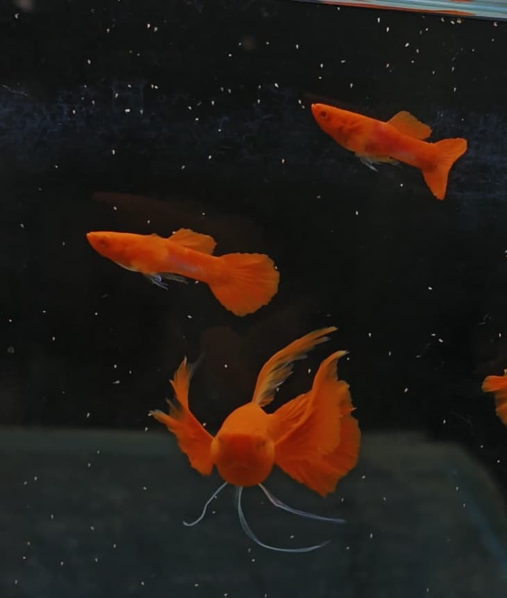 Albino koi red ear ribbon finC Pair