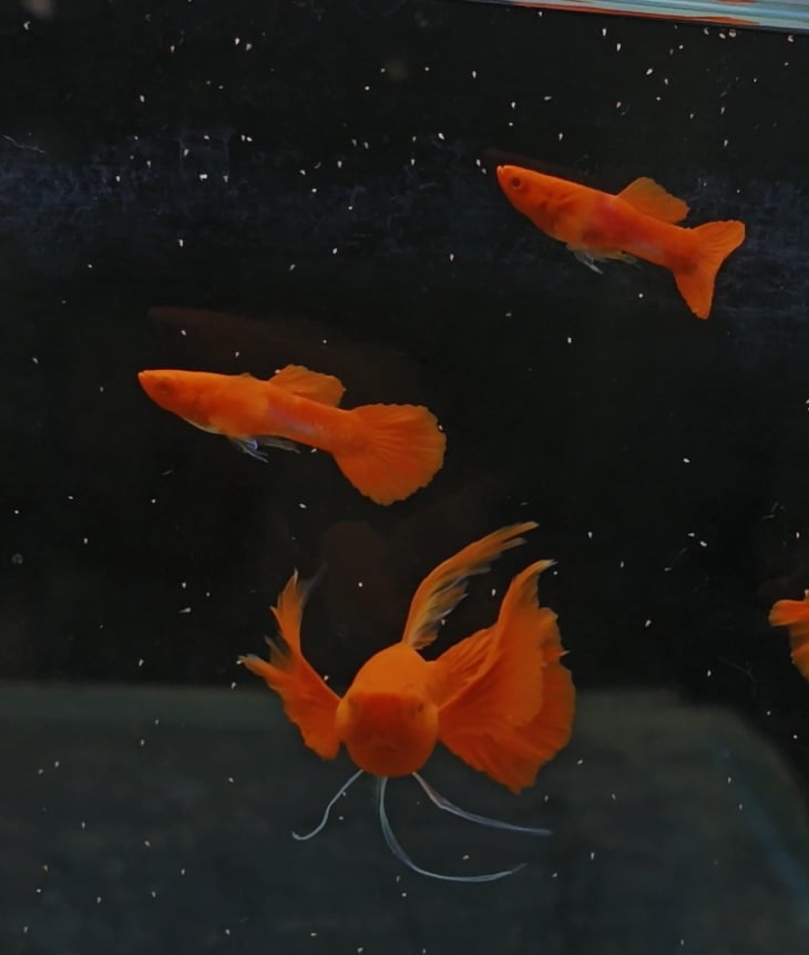 Albino koi red ear ribbon finC Pair