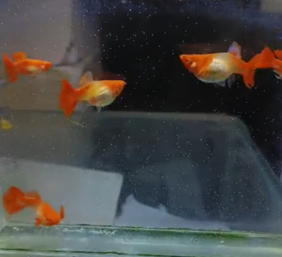 Albino koi red ear short body