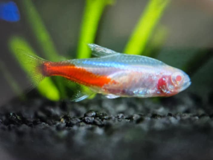 Albino neon tetra 2.5cm