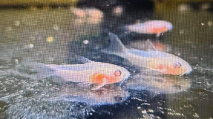 Albino pygmy corydoras