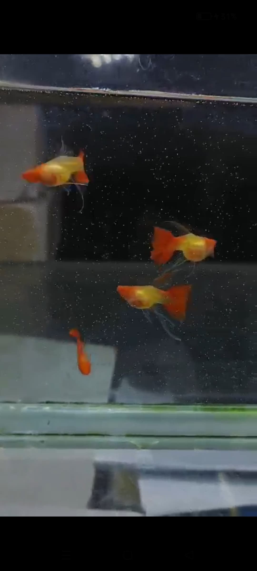 Albino red koi glass belly short body finC