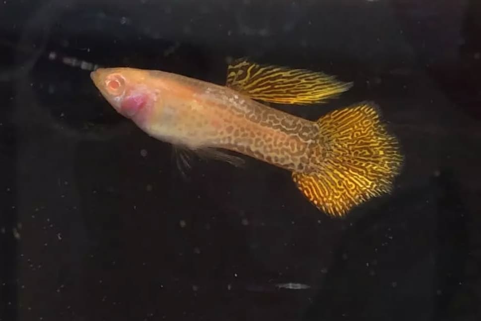 Albino yellow lace roundtail