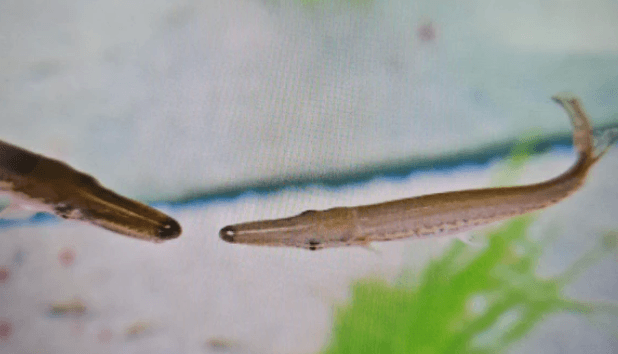 Alligator gar 8-10cm