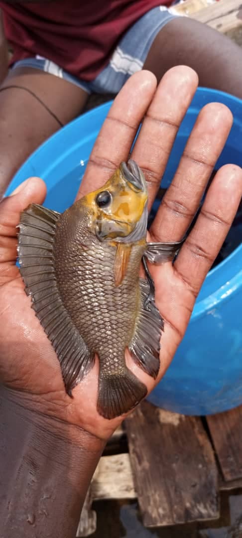 Altolamprologus compressiceps gold head cichlid