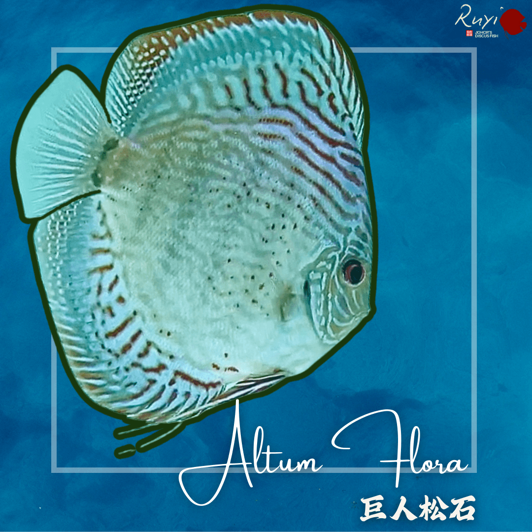 Altum Flora 巨人松石 Discus