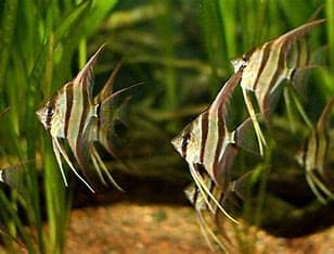 Altum angelfish 4-5cm