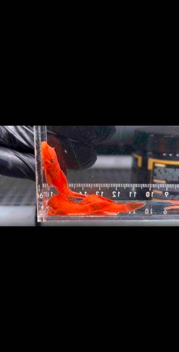 Ancistrus sp. L144 ‘Super Red’