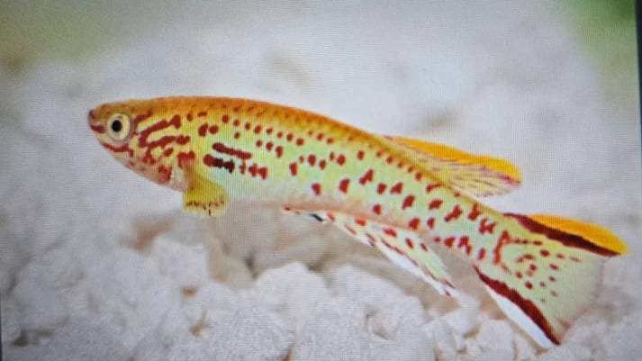 Aphyosemion Gardeni Gold killifish 3-4cm