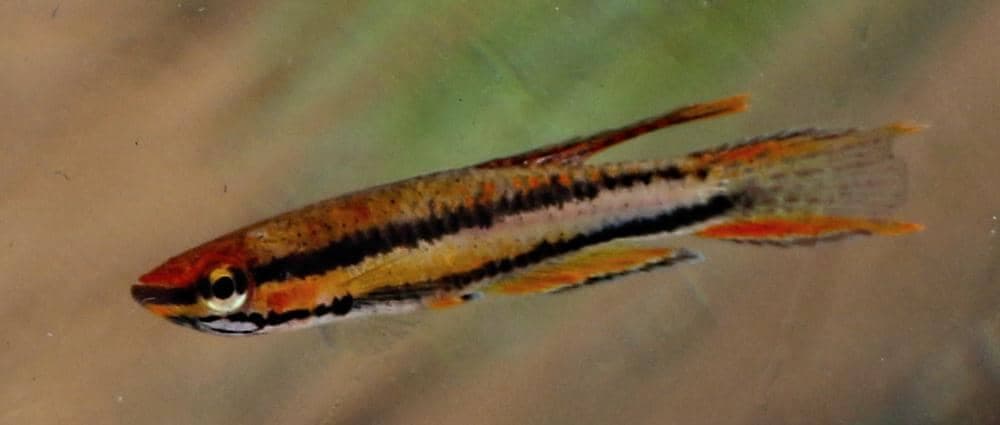 Aphyosemion bitaeniattum