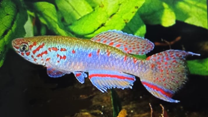 Aphyosemion filamentosum 3-4cm