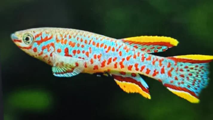 Aphyosemion p82 Steel blue killifish 3-4cm
