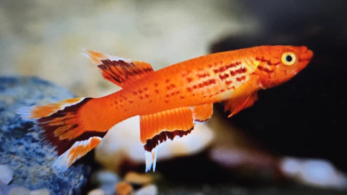 Aphysiomion australe 3-4cm