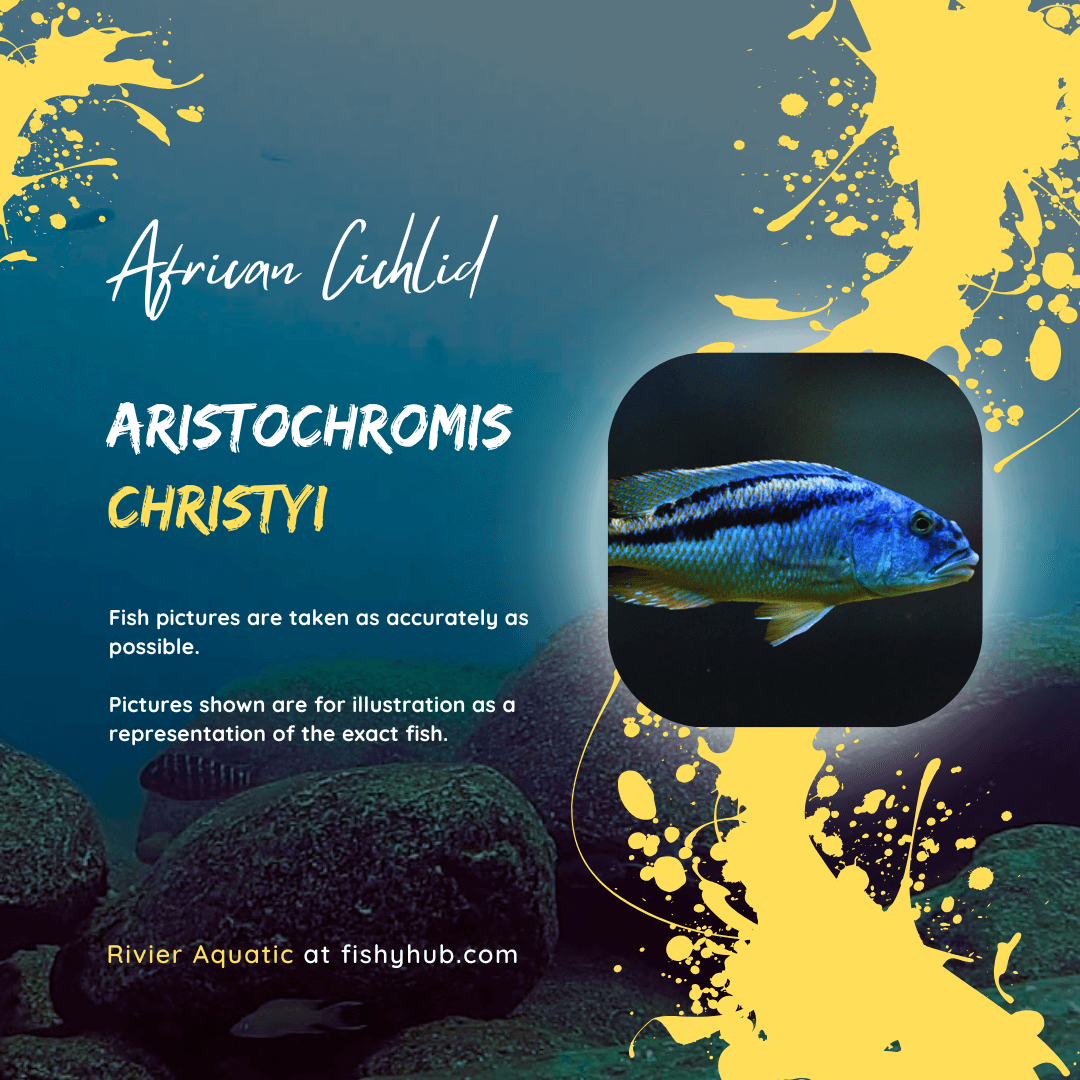 Malawi Hawk Cichlid (Aristochromis Christyi)