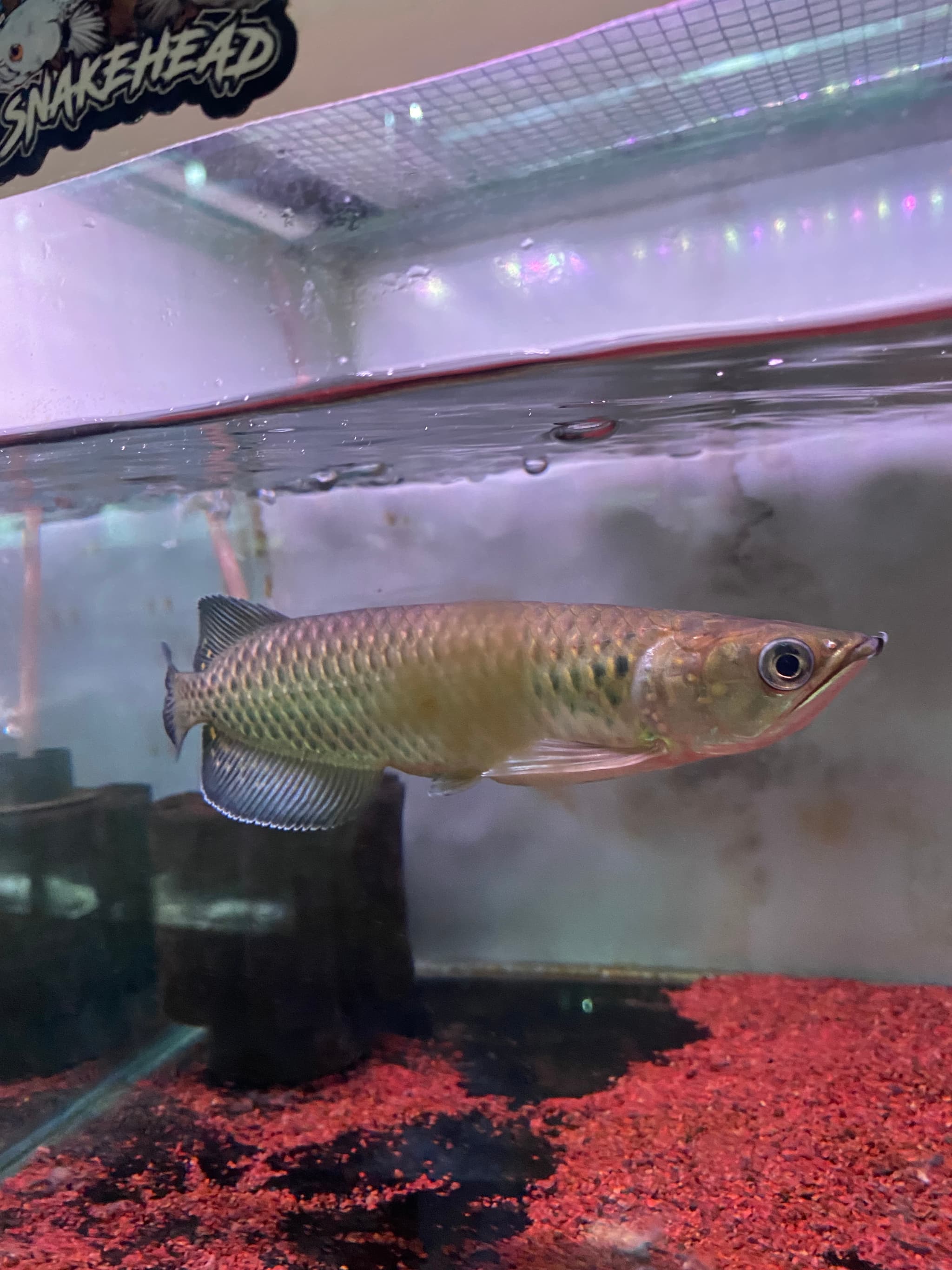 Arowana Jardini