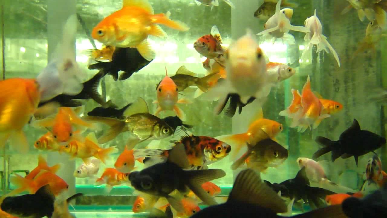 Assorted Fantail goldfish 5cm