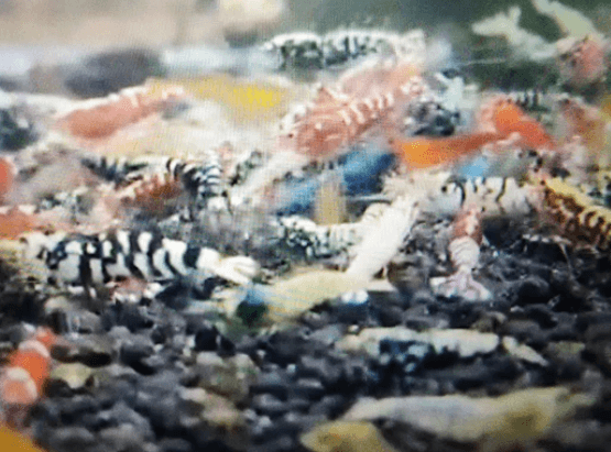 Assorted caridina shrimp