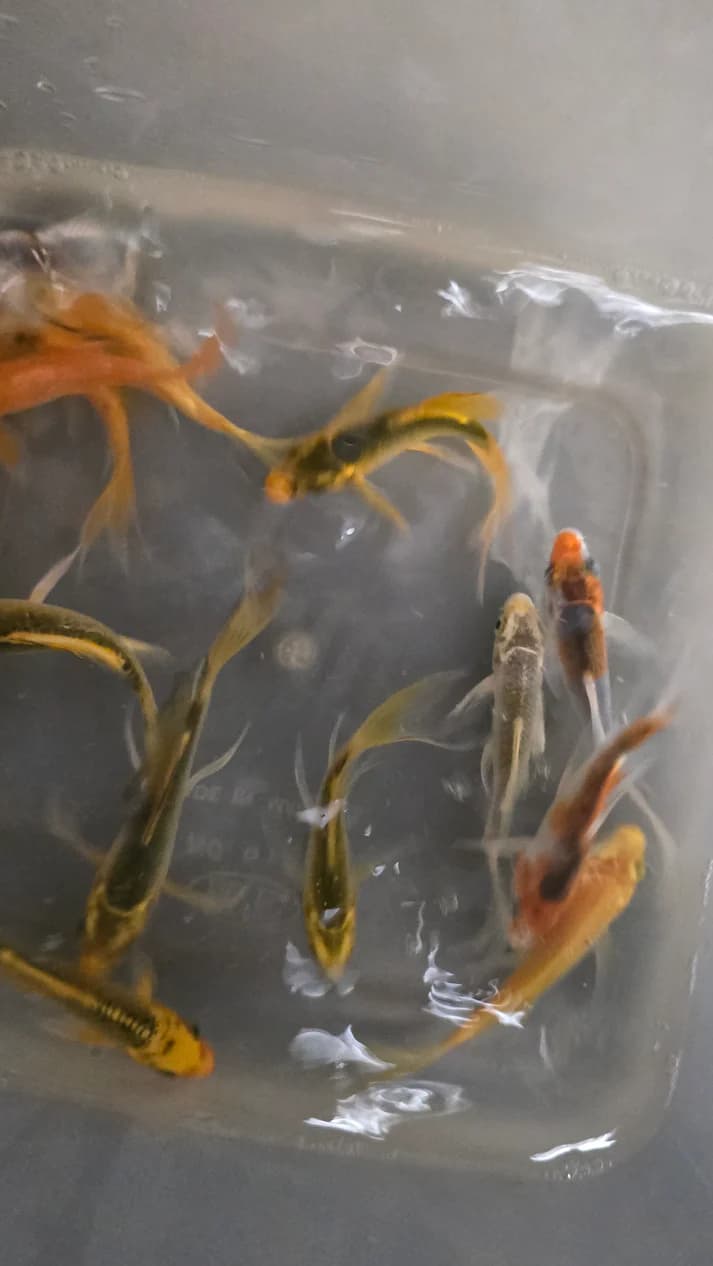 Assorted longfin koi