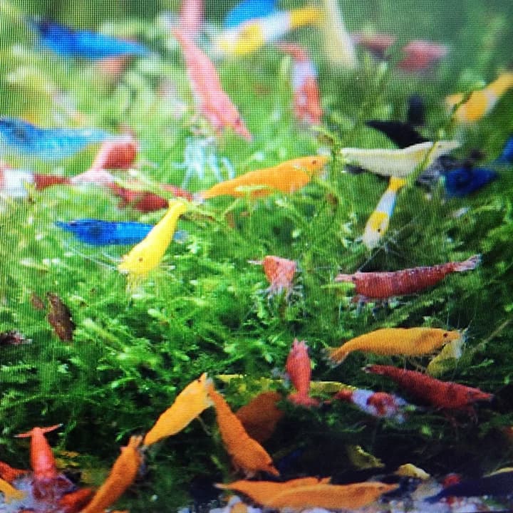 Assorted neocaridina shrimps 1-1.5cm