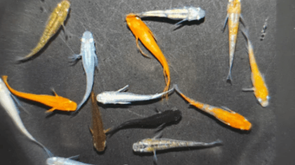 Assorted ricefish 2-3cm