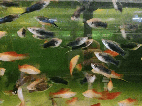 Assorted swordtails 4cm