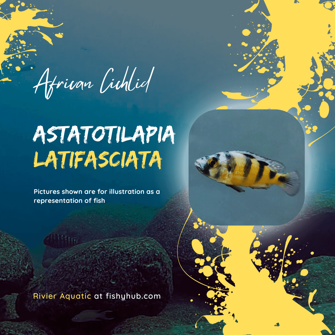 Crimson Tide Cichlid (Astatotilapia Latifasciata)