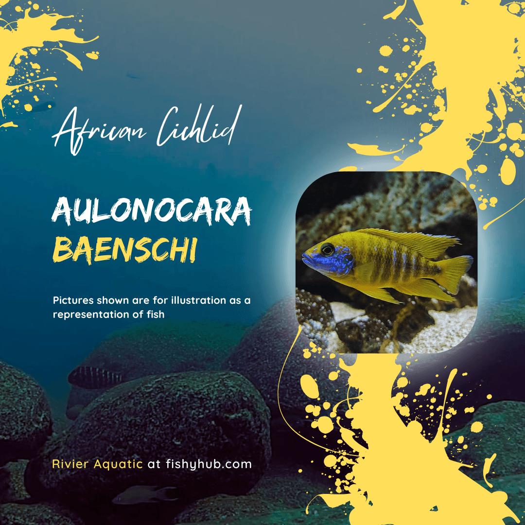 Sunshine Peacock (Aulonocara Baenschi)