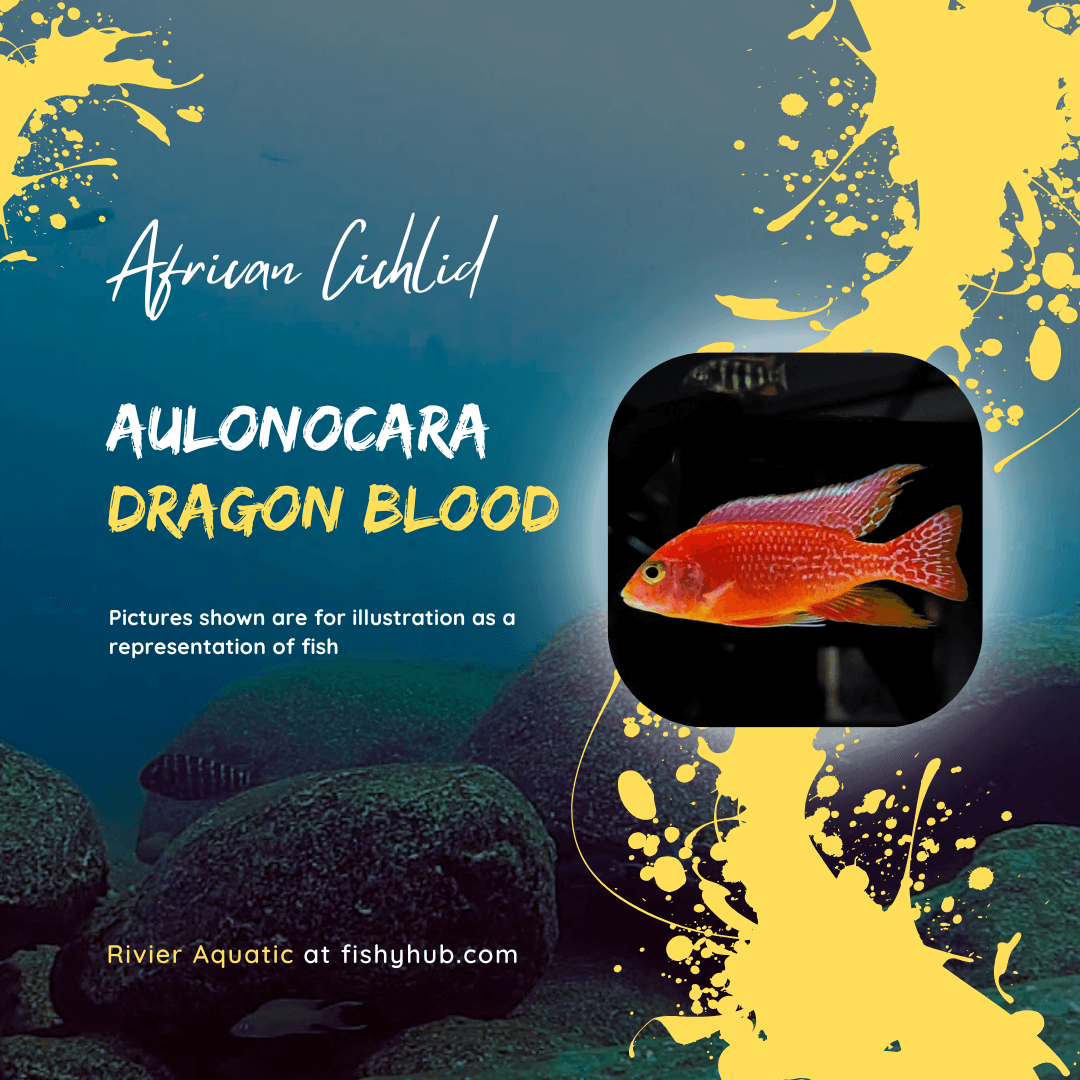 Firefish Peacock (Aulonocara Dragon Blood)