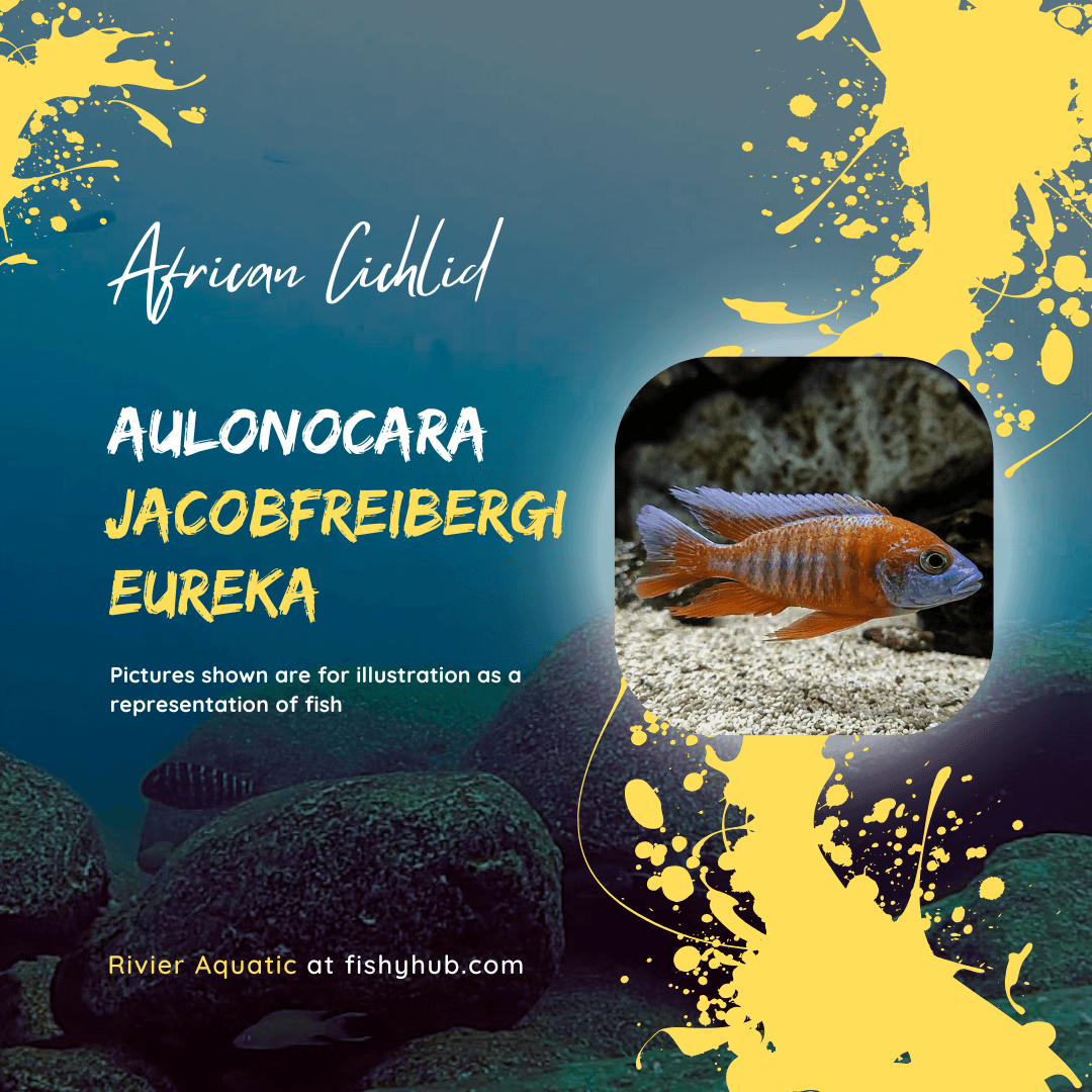 Malawi Butterfly Cichlid (Aulonocara Jacobfreibergi Eureka)