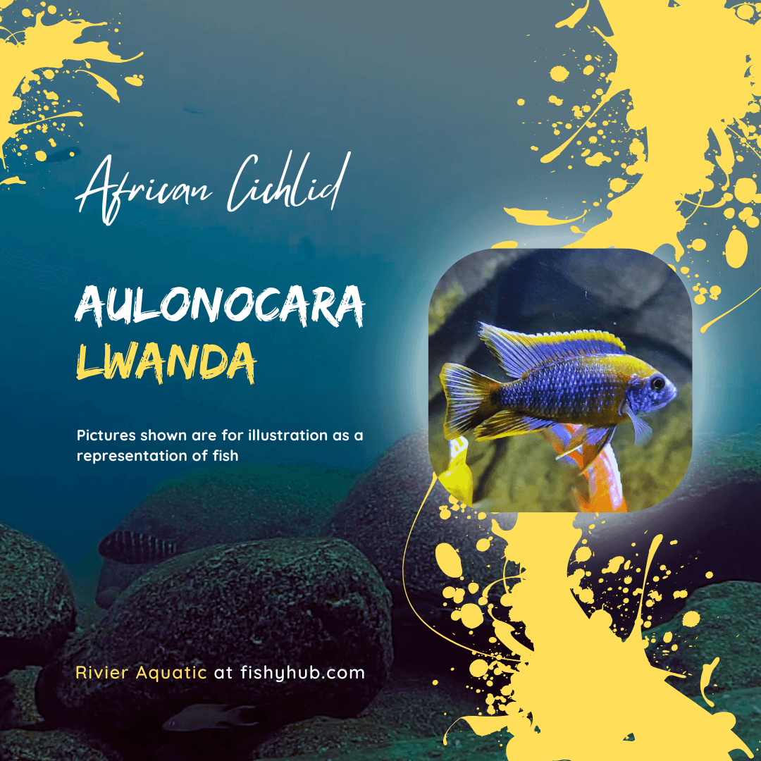Red Top Lwanda Peacock Cichlid (Aulonocara sp. Lwanda)