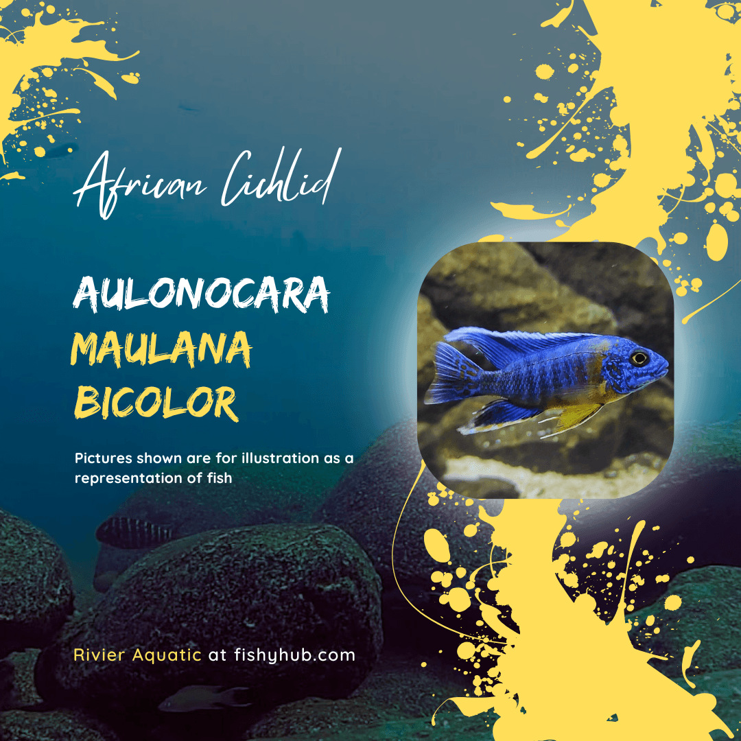 Bicolor 500 Peacock Cichlid (Aulonocara Maulana Bicolor)