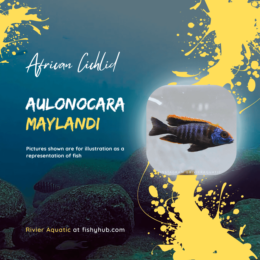 Sulphurhead Peacock (Aulonocara Maylandi)